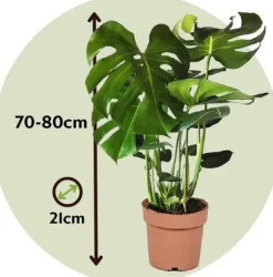Fingerphilodendron - Sæt med 2 - Monstera deliciosa - Højde 70-80cm - ⌀21cm
