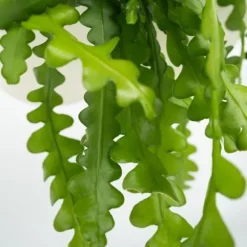 Fiskebenskaktus - Sæt med 2 - Epiphyllum 'Anguliger' - Højde 30-40cm - ⌀15cm