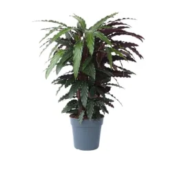 Fiskebensplante - Calathea 'Wavestar' - Højde 90cm - ⌀27cm