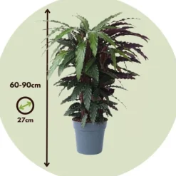 Fiskebensplante - Calathea 'Wavestar' - Højde 90cm - ⌀27cm