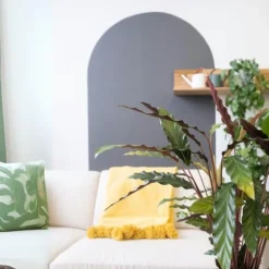 Fiskebensplante - Calathea 'Wavestar' - Højde 90cm - ⌀27cm