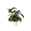 Fiskebensplante - Calathea Lietzei 'White Fusion' - Højde 30-40cm - ⌀14cm