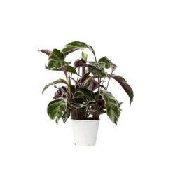 Fiskebensplante - Calathea Lietzei 'White Fusion' - Højde 30-40cm - ⌀14cm