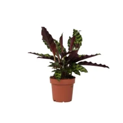 Fiskebensplante - Goeppertia insignis - Højde 30-40cm - ⌀12cm