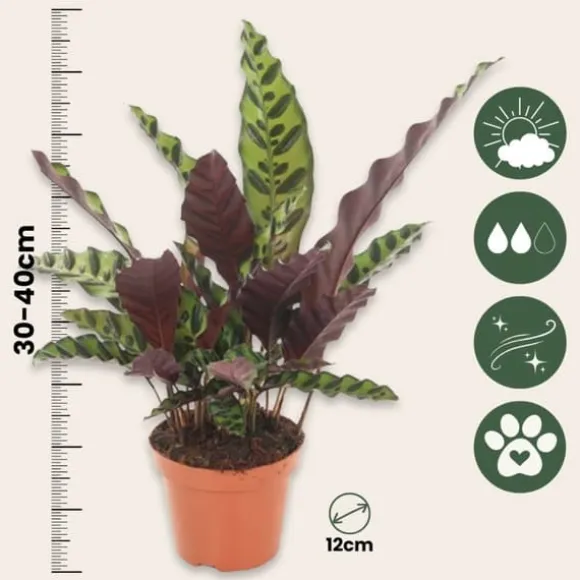 Fiskebensplante - Goeppertia insignis - Højde 30-40cm - ⌀12cm