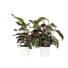 Fiskebensplante - Sæt med 2 - Calathea 'White Fusion' - Højde 30-40cm - ⌀14cm