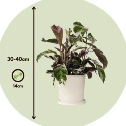 Fiskebensplante - Sæt med 2 - Calathea 'White Fusion' - Højde 30-40cm - ⌀14cm