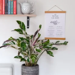 Fiskebensplante - Sæt med 2 - Calathea 'White Fusion' - Højde 30-40cm - ⌀14cm