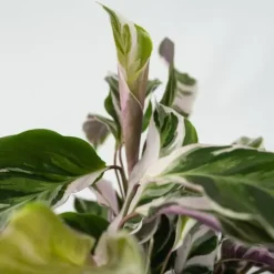 Fiskebensplante - Sæt med 2 - Calathea 'White Fusion' - Højde 30-40cm - ⌀14cm