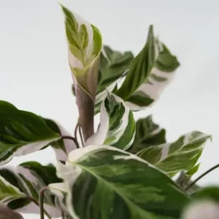 Fiskebensplante - Sæt med 2 - Calathea 'White Fusion' - Højde 30-40cm - ⌀14cm