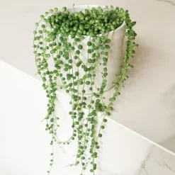 Fiskekroge - Senecio rowleyanus - Højde 10-20cm - ⌀12cm