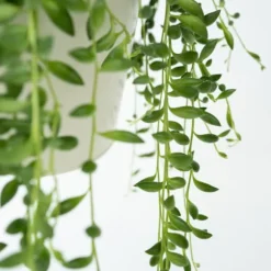 Fiskekroge - Senecio rowleyanus - Højde 10-20cm - ⌀12cm