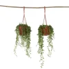 Fiskekroge - Sæt med 2 - Senecio rowleyanus - Højde 10-20cm - ⌀12cm