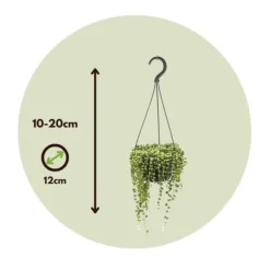 Fiskekroge - Sæt med 2 - Senecio rowleyanus - Højde 10-20cm - ⌀12cm