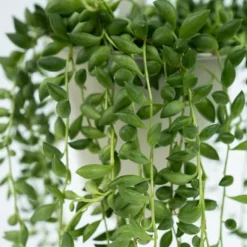 Fiskekroge - Sæt med 2 - Senecio rowleyanus - Højde 10-20cm - ⌀12cm