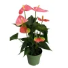 Flamingoblomst - Anthurium 'Colorado Pink' - Højde 40-55cm - ø14cm