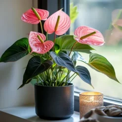 Flamingoblomst - Anthurium 'Colorado Pink' - Højde 40-55cm - ø14cm