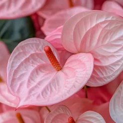 Flamingoblomst - Anthurium 'Colorado Pink' - Højde 40-55cm - ø14cm
