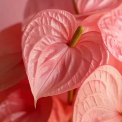 Flamingoblomst - Anthurium 'Colorado Pink' - Højde 40-55cm - ø14cm