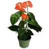 Flamingoblomst - Anthurium 'Madural Orange' - Højde 40-55cm - ø14cm