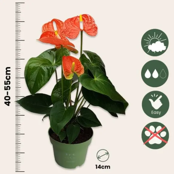 Flamingoblomst - Anthurium 'Madural Orange' - Højde 40-55cm - ø14cm