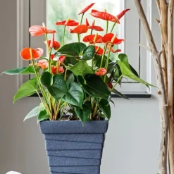 Flamingoblomst - Anthurium 'Madural Orange' - Højde 40-55cm - ø14cm