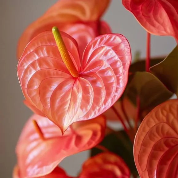 Flamingoblomst - Anthurium 'Madural Orange' - Højde 40-55cm - ø14cm