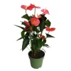 Flamingoblomst - Anthurium 'Maine Pink' - Højde 55-70cm - ø17cm