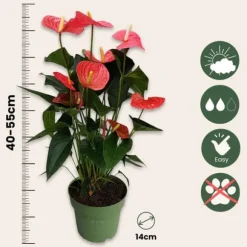 Flamingoblomst - Anthurium 'Maine Pink' - Højde 55-70cm - ø17cm