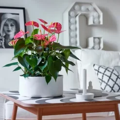 Flamingoblomst - Anthurium 'Maine Pink' - Højde 55-70cm - ø17cm