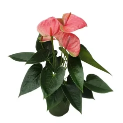Flamingoblomst - Anthurium 'Sweet Dream' - Højde 35-45cm - ø12cm