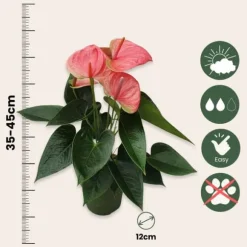 Flamingoblomst - Anthurium 'Sweet Dream' - Højde 35-45cm - ø12cm