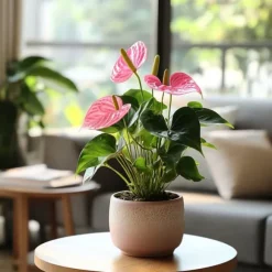 Flamingoblomst - Anthurium 'Sweet Dream' - Højde 35-45cm - ø12cm