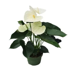 Flamingoblomst - Anthurium 'Alpine White' - Højde 40-55cm - ø14cm