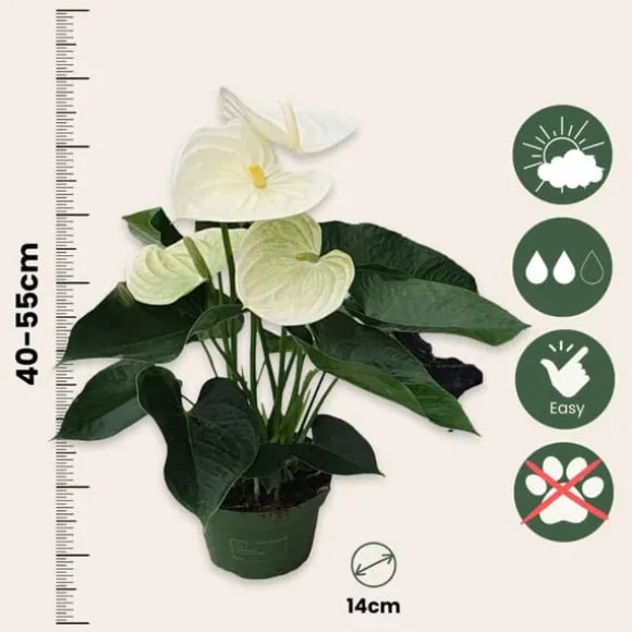 Flamingoblomst - Anthurium 'Alpine White' - Højde 40-55cm - ø14cm
