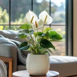 Flamingoblomst - Anthurium 'Alpine White' - Højde 40-55cm - ø14cm