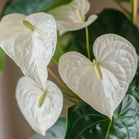 Flamingoblomst - Anthurium 'Alpine White' - Højde 40-55cm - ø14cm