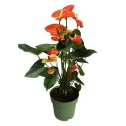 Flamingoblomst - Anthurium 'Madural Orange' - Højde 55-70cm - ø17cm