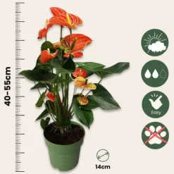 Flamingoblomst - Anthurium 'Madural Orange' - Højde 55-70cm - ø17cm