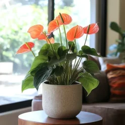 Flamingoblomst - Anthurium 'Madural Orange' - Højde 55-70cm - ø17cm