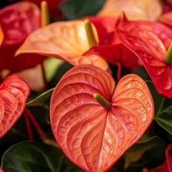 Flamingoblomst - Anthurium 'Madural Orange' - Højde 55-70cm - ø17cm