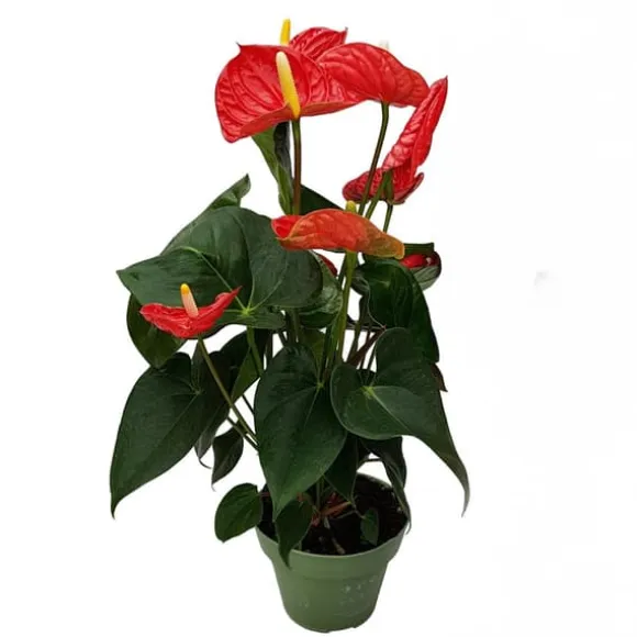 Flamingoblomst - Anthurium 'Madural Red' - Højde 40-45cm - ø14cm