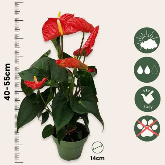 Flamingoblomst - Anthurium 'Madural Red' - Højde 40-45cm - ø14cm