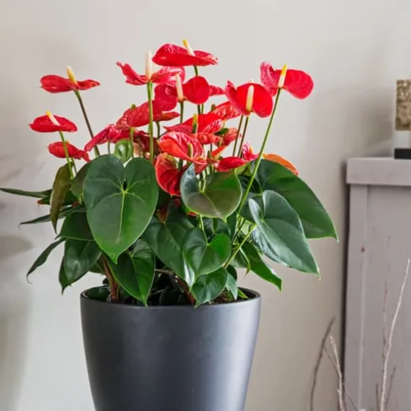 Flamingoblomst - Anthurium 'Madural Red' - Højde 40-45cm - ø14cm