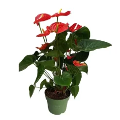 Flamingoblomst - Anthurium 'Madural Red' - Højde 55-70cm - ø17cm