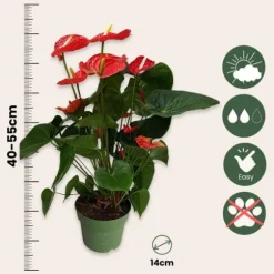 Flamingoblomst - Anthurium 'Madural Red' - Højde 55-70cm - ø17cm