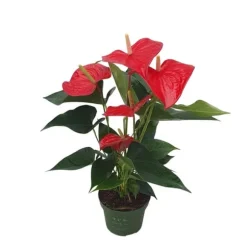 Flamingoblomst - Anthurium 'Royal Champion' - Højde 35-45cm - ø12cm