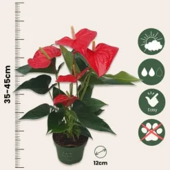 Flamingoblomst - Anthurium 'Royal Champion' - Højde 35-45cm - ø12cm