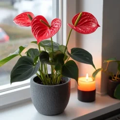 Flamingoblomst - Anthurium 'Royal Champion' - Højde 35-45cm - ø12cm