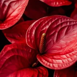 Flamingoblomst - Anthurium 'Royal Champion' - Højde 35-45cm - ø12cm
